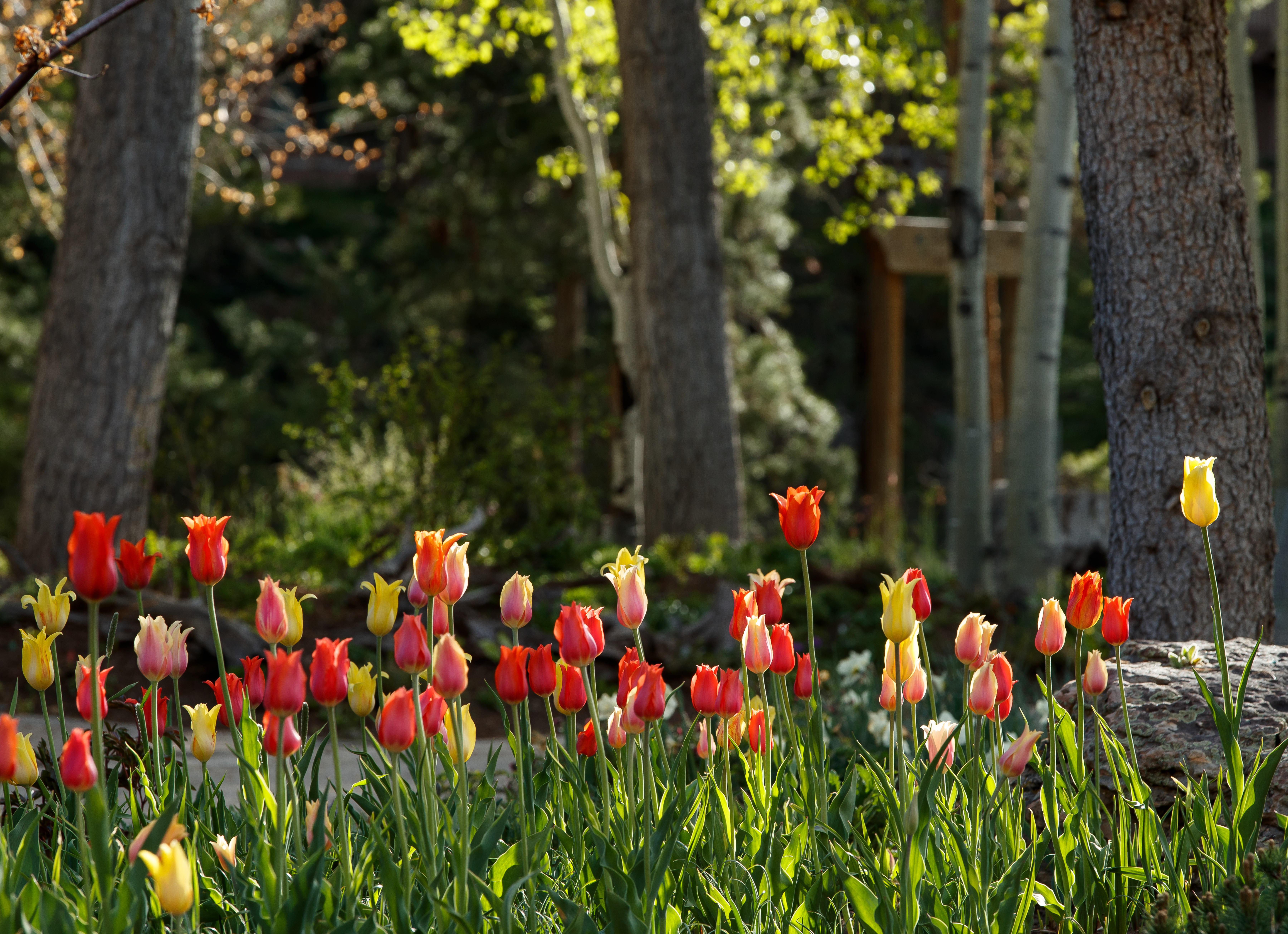 Living Tributes Project