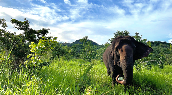 Global Sanctuary for Elephants