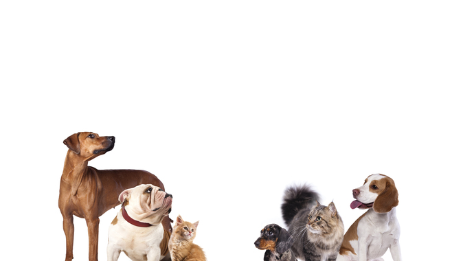 Anita's Stevens Swan Humane Society