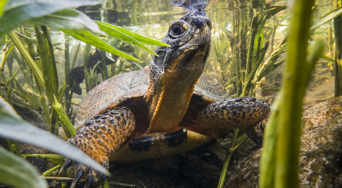 Ausable River Association