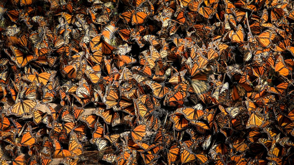 Monarch Garden Maintenance @ Eliseo Valdez Jr. Park 