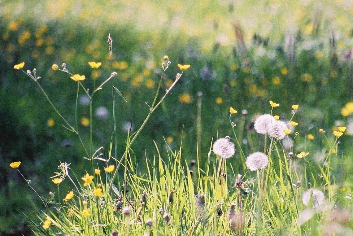 No Mow 2023 Commitment