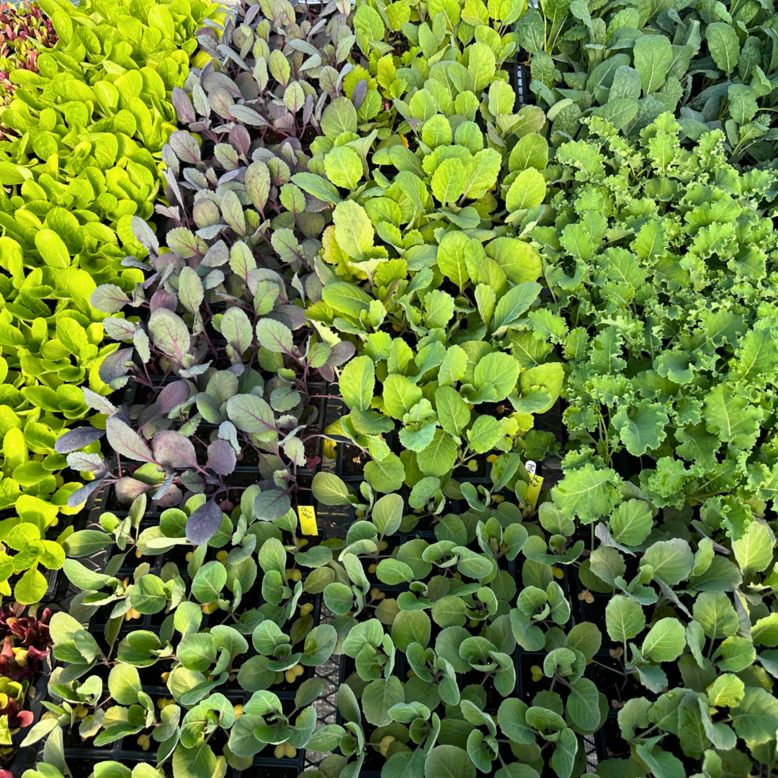 2025 Participation Waiver